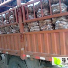 开封红薯基地大量的上市了质量有保证专业代收代发