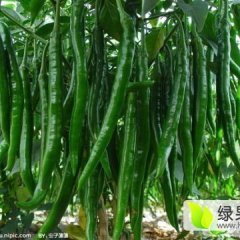山东费县辣椒品种多，301线椒砀椒
