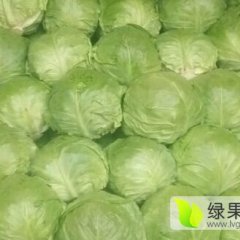 华县甘蓝品质优良赤水小董诚信合作