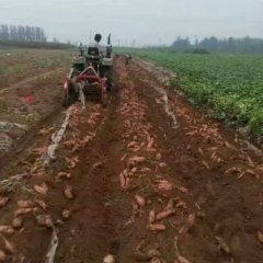 饶阳红薯便宜了，专业代收超值服务