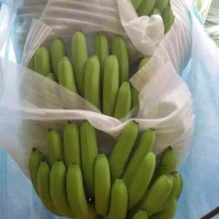 隆安农场王德成8月威廉斯香蕉