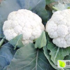 永年马军营菜花可以持续3个月之久