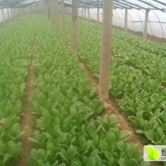 常年供应上海青大油菜
