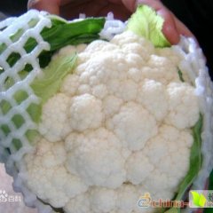 湖北省天门市绿色菜花基地