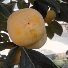 河北辛集火晶柿子便宜了