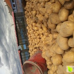 阳明区尤金885土豆土豆个大，口感好，毛皮好