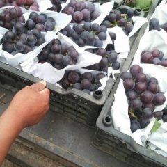 2015饶阳葡萄价格波动不大
