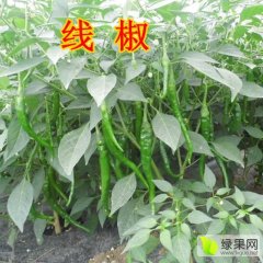 万亩青椒大量上市 苏椒5号 螺丝椒 线椒
