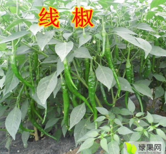 2015年江苏沭阳线椒价格