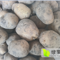 公主岭延薯四号价格稳定