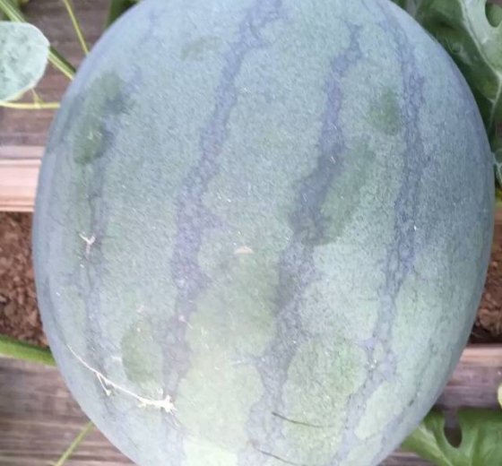 花皮无籽价格