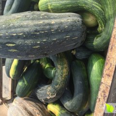 青南瓜大量上市