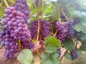 红提葡萄，每斤1. 80元。中秋节不涨价