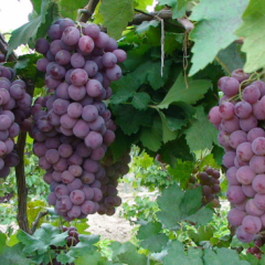 2015运城克伦生红提新鲜上市，天然无核耐运储