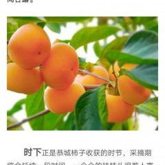 广西恭城恭城月柿柿子价格适宜