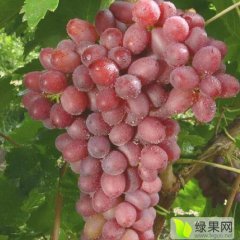 阜城古城刘丙寅10月初成熟克伦生无籽红提