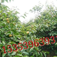 2015大荔柿子现在订货有惊喜