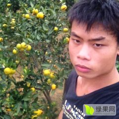 富川南丰蜜桔上市福利王思润诚信合作