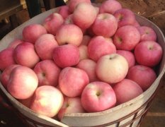山东烟台栖霞圣泉山生态果园红富士苹果
