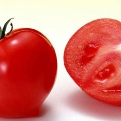 新鲜有机西红柿 口感好密云农家种植