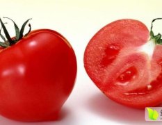 新鲜有机西红柿 口感好密云农家种植