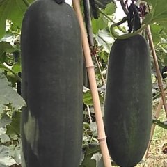 河南郸城铁冠军冬瓜火爆招商中