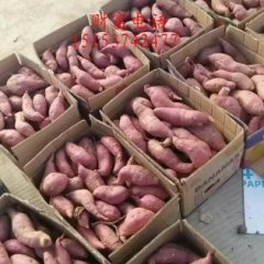 泗水山东张荣晓9月龙署九号红薯