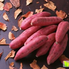 资阳雁江徐薯18号红薯产销两旺