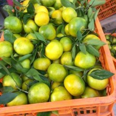 点军土城向少春8月宜昌蜜桔柑橘