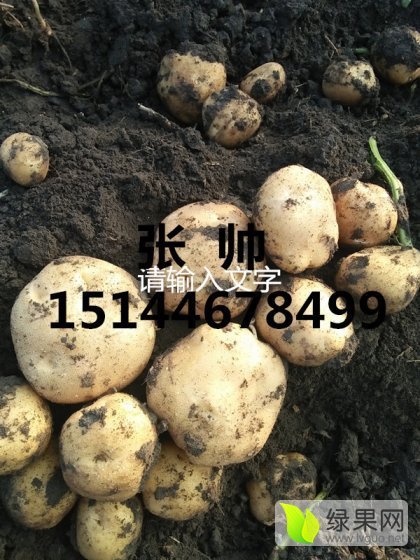 尤金885土豆价格