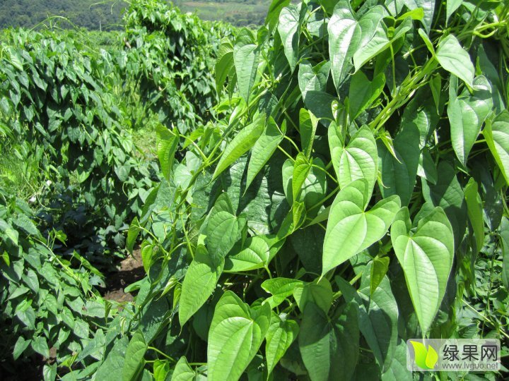 供应:批发四川雅安紫山药-美容抗癌