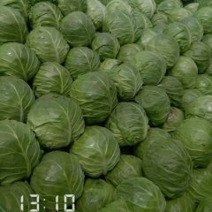 陕西三原雪玉菜花聚焦市场
