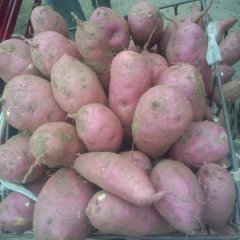 【泰安】岱岳区9月百吨鲁薯系列开始上市