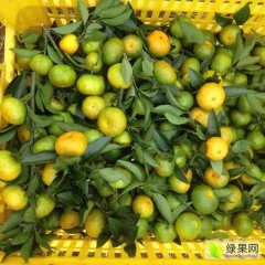 富川福利小王10月南丰蜜桔柑橘