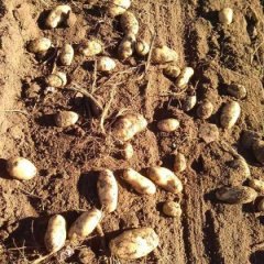 内蒙古天丰农牧业有限公司土豆