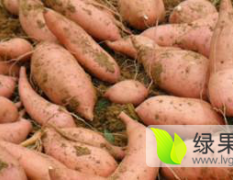 2015宁乡红薯销售