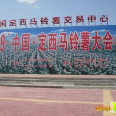 安定南川焦彦9月青薯9号土豆