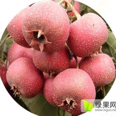 泗水大金星山楂