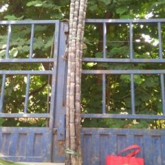 龙州甘蔗质量上乘,下冻易志强诚信合作