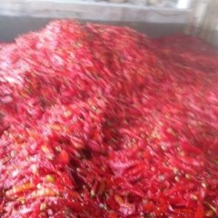 宁河丰台刘建永9月金牛角辣椒