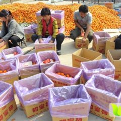 万荣有山西小柿子，板柿子