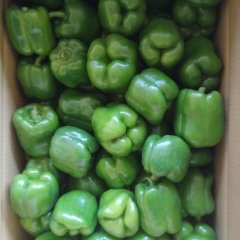 陕西定边露天圆椒大量上市