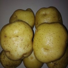 陕西定边白泥井土豆大量上市