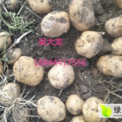 吉林公主岭延薯四号畅销全国