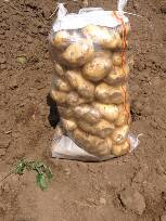 大量出售土豆种子：克新 荷兰 夏菠蒂 红土豆
