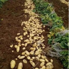 集宁克新一号土豆