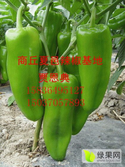 2015年河南夏邑巨无霸价格