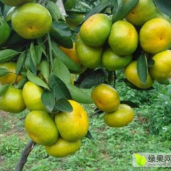 广西柳城南丰蜜桔柑橘营养丰富
