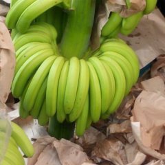 广西武鸣威廉斯香蕉随行就市