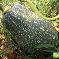 台湾琥珀南瓜持续销售中